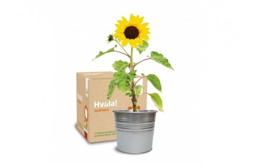 Darilni komplet Hvala! 