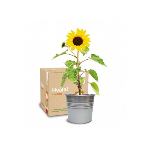 Darilni komplet Hvala! 